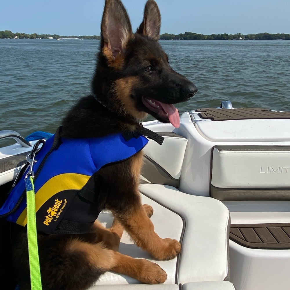 PetSafe Blue and Black Dog Life Jacket